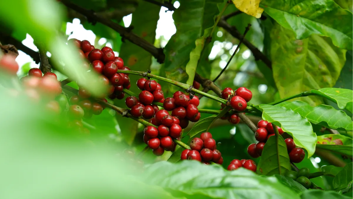 Robusta vs Arabica - what's the difference?