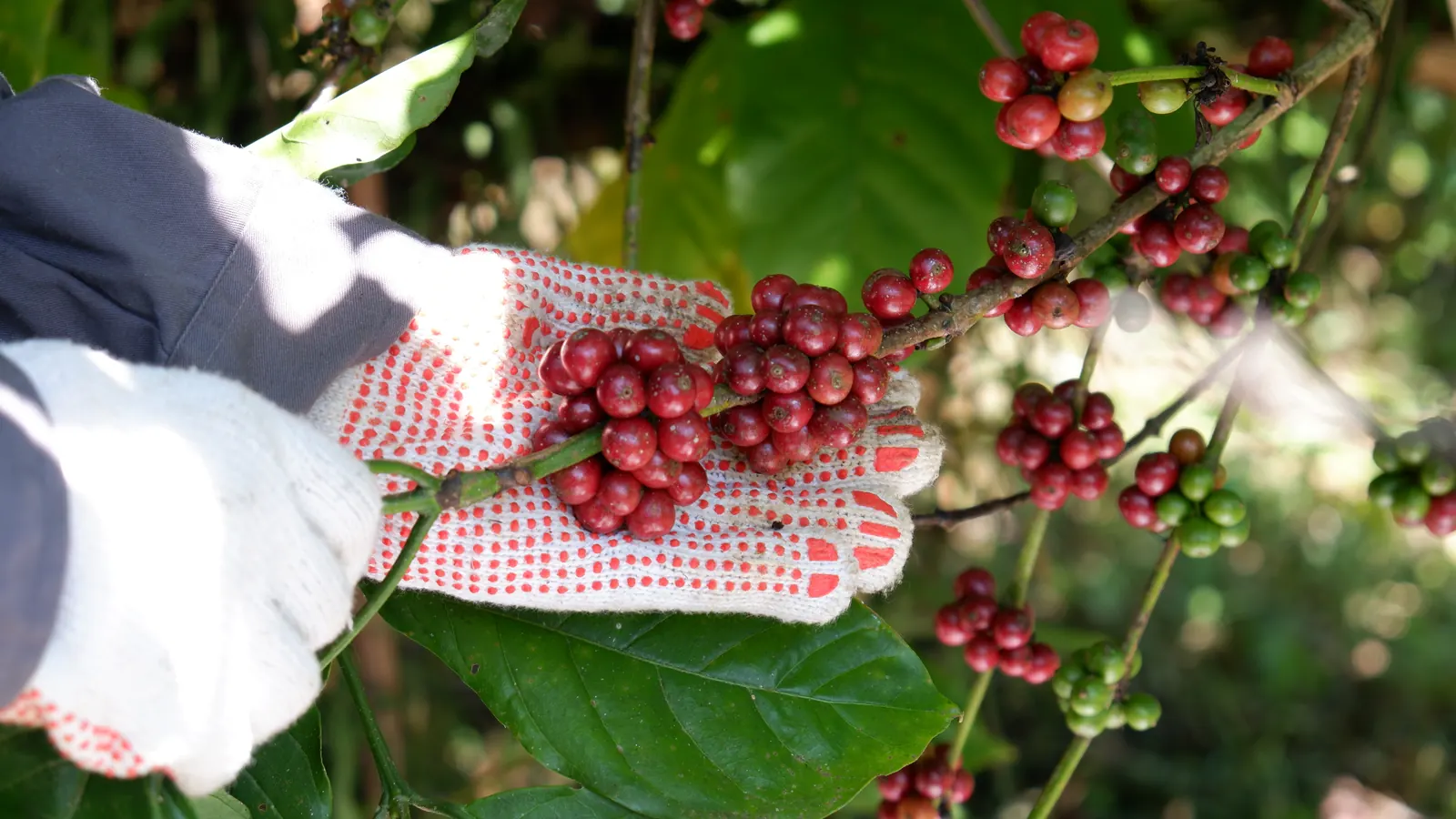 Coffee cherries