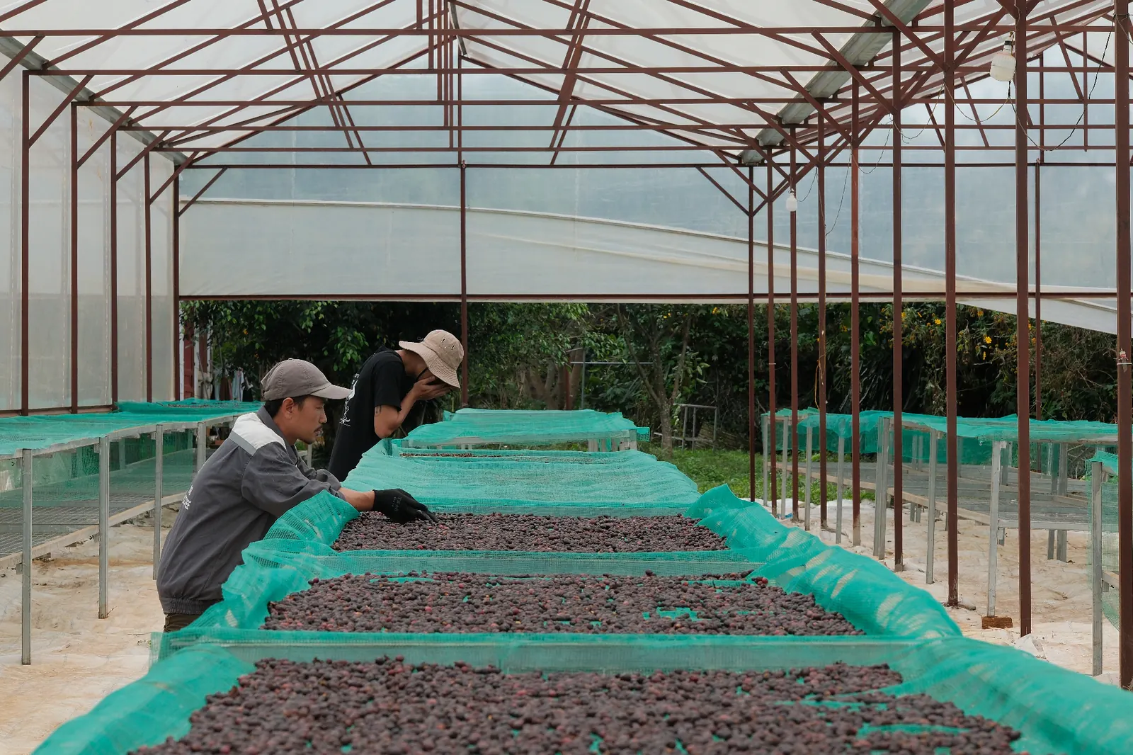 Drying coffee beans on raised beds