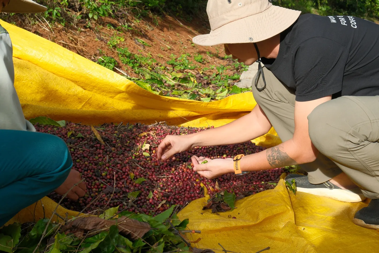 Sorting freshly picked coffee cherries
