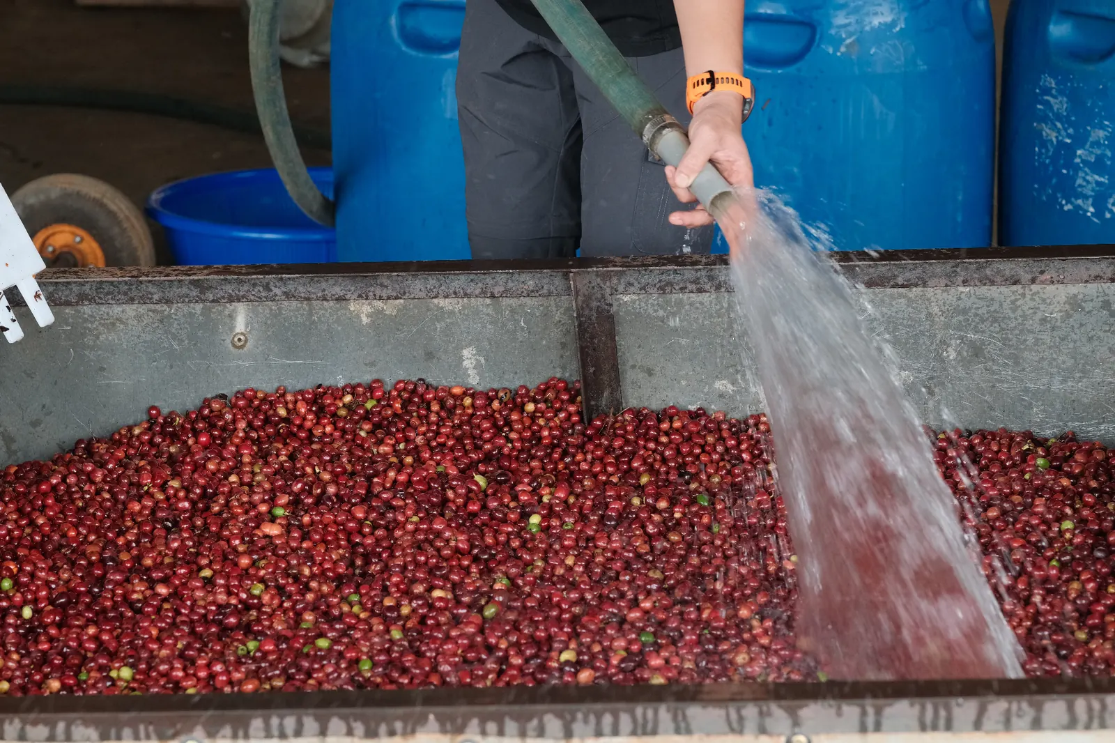 Washing freshly harvested coffee cherries